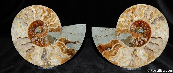 Huge Inch Split Ammonite Pair #591